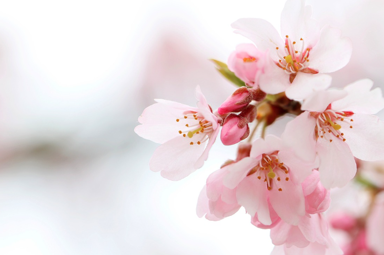 전국 벚꽃 축제 일정 총정리