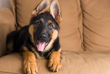 쇼파위의 강아지