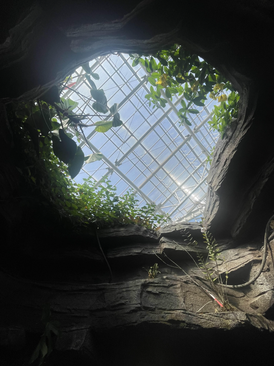 국립 세종수목원 사계절 전시온실 열대식물전시원