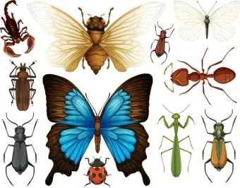 곤충 종류와 특징 생김새 습성 먹이 요약 정리_2