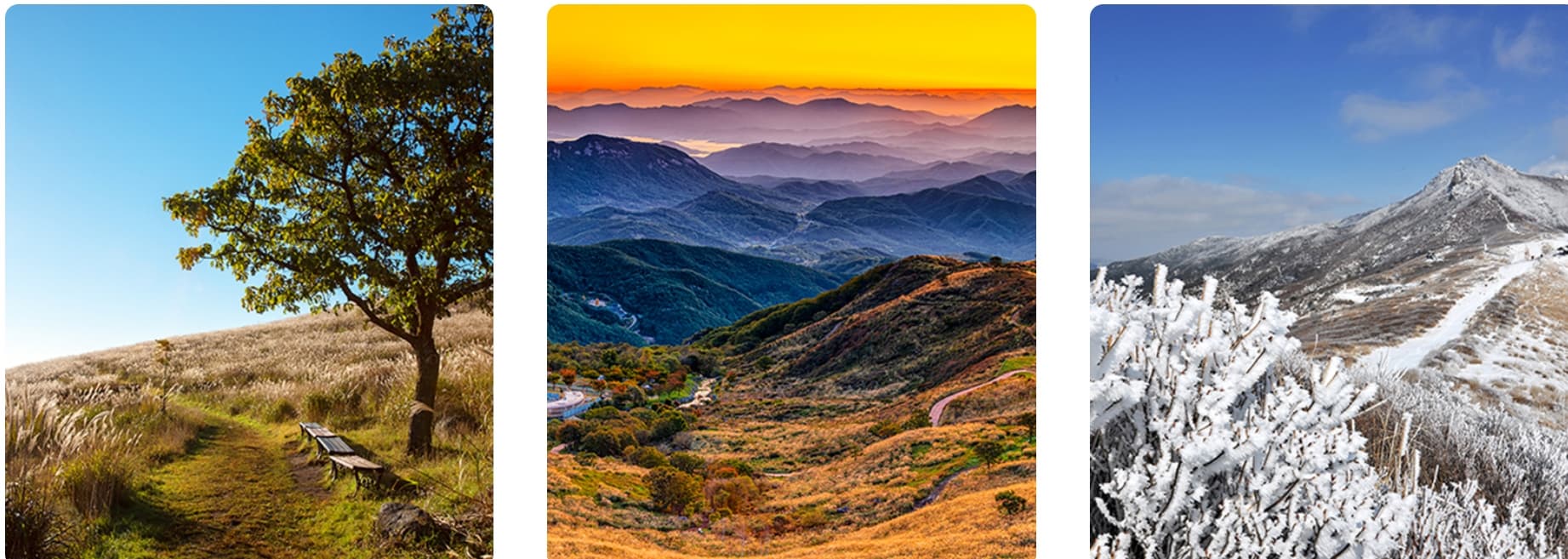 [경남 합천] 지역 가을 축제❘황매산 억새 축제❘기간, 일정, 실시간 개화 현황