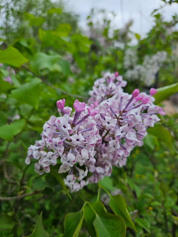 송강하와 이도백하에서 아침공기를 가르던 라일락향기