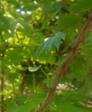 엄나무 효능 부작용