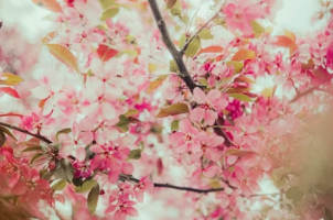 향긋한 봄 쑥 손질 A to Z: 억센 쑥 부드럽게 데치는 법과 수분 냉동 보관 꿀팁