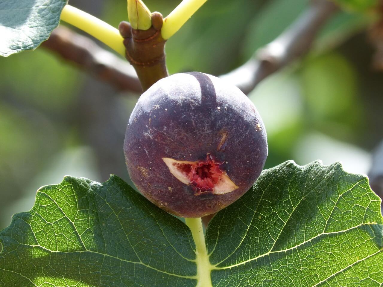 영암 무화과축제 날짜&amp;#44; 장소&amp;#44; 프로그램