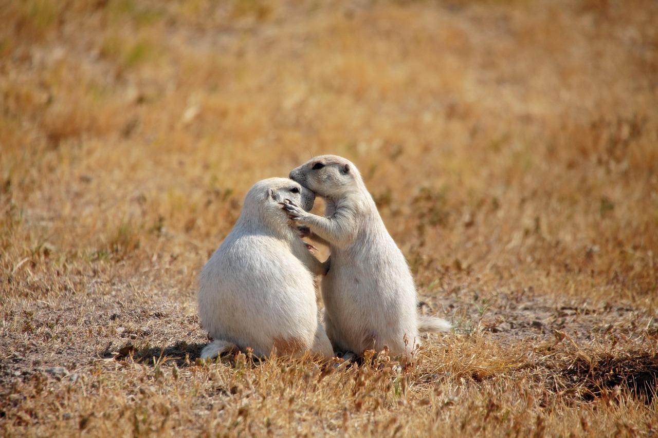 프레리도그 두마리가 서로에게 애정을 표현하는 모습