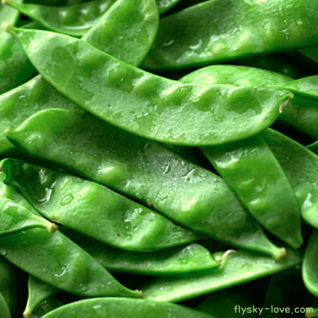 껍질 째 먹는 완두콩 스노우피(snow pea)