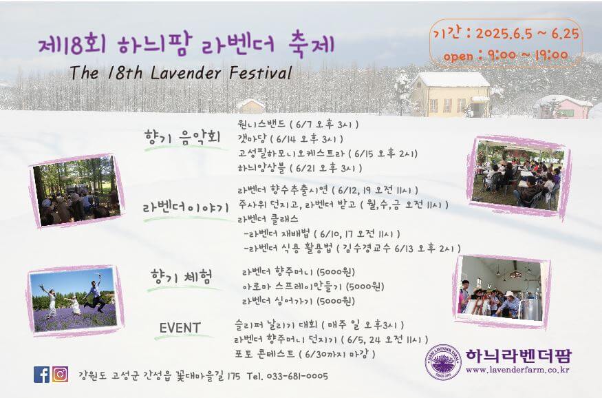 고성 하늬팜 라벤더 축제