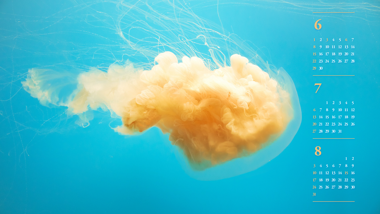 01 노란색 해파리 B - 2025년7월 노트북배경화면