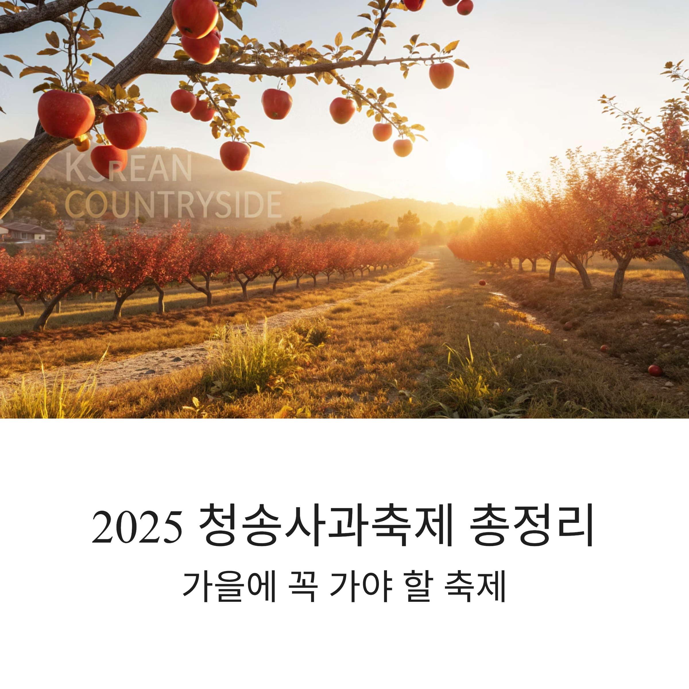 2025 청송사과축제 총정리! 가을에 꼭 가야 할 축제