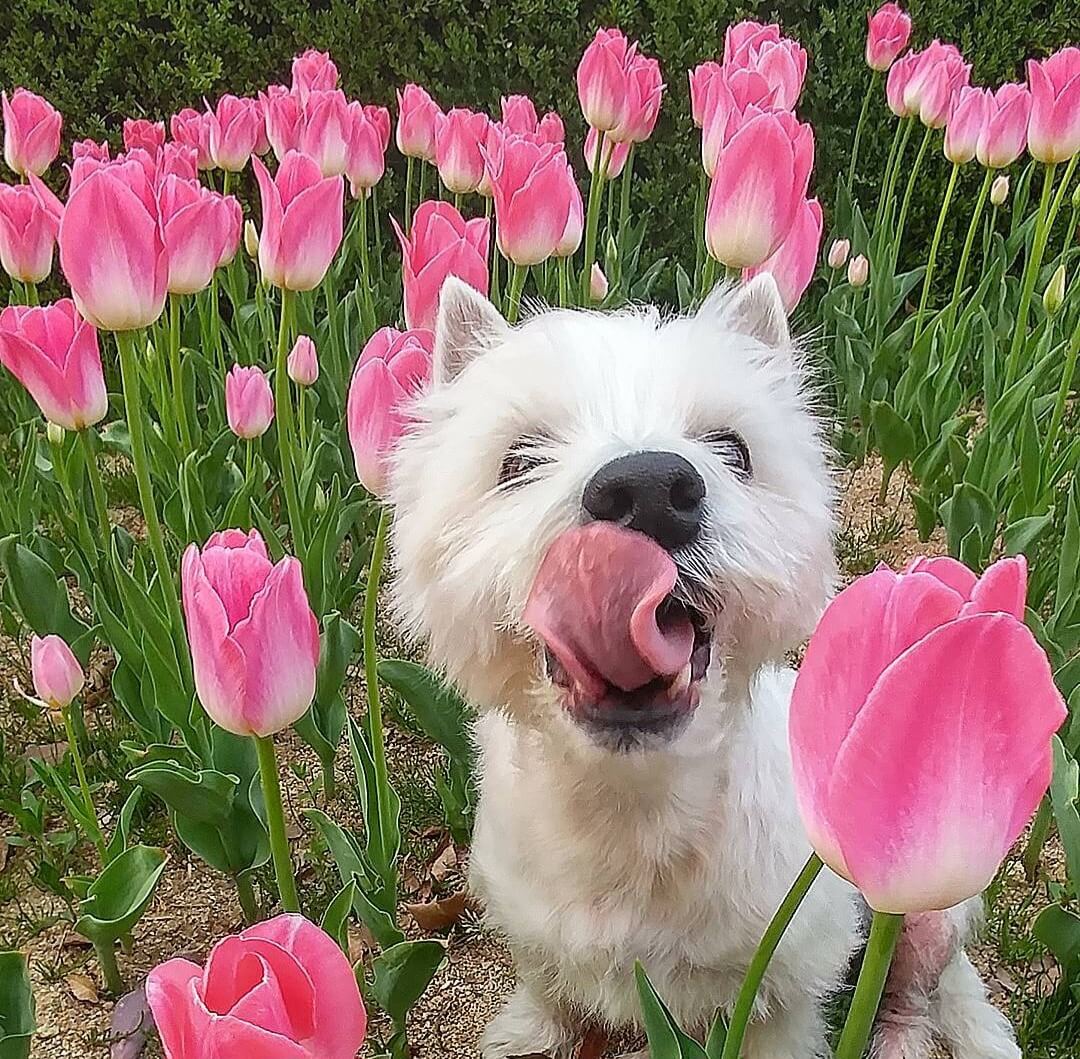 애견 강아지 MBTI 애견 DTBI 반려견성격 무료로 알아보세요