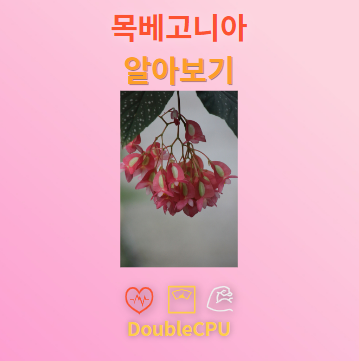 목베고니아 탐구