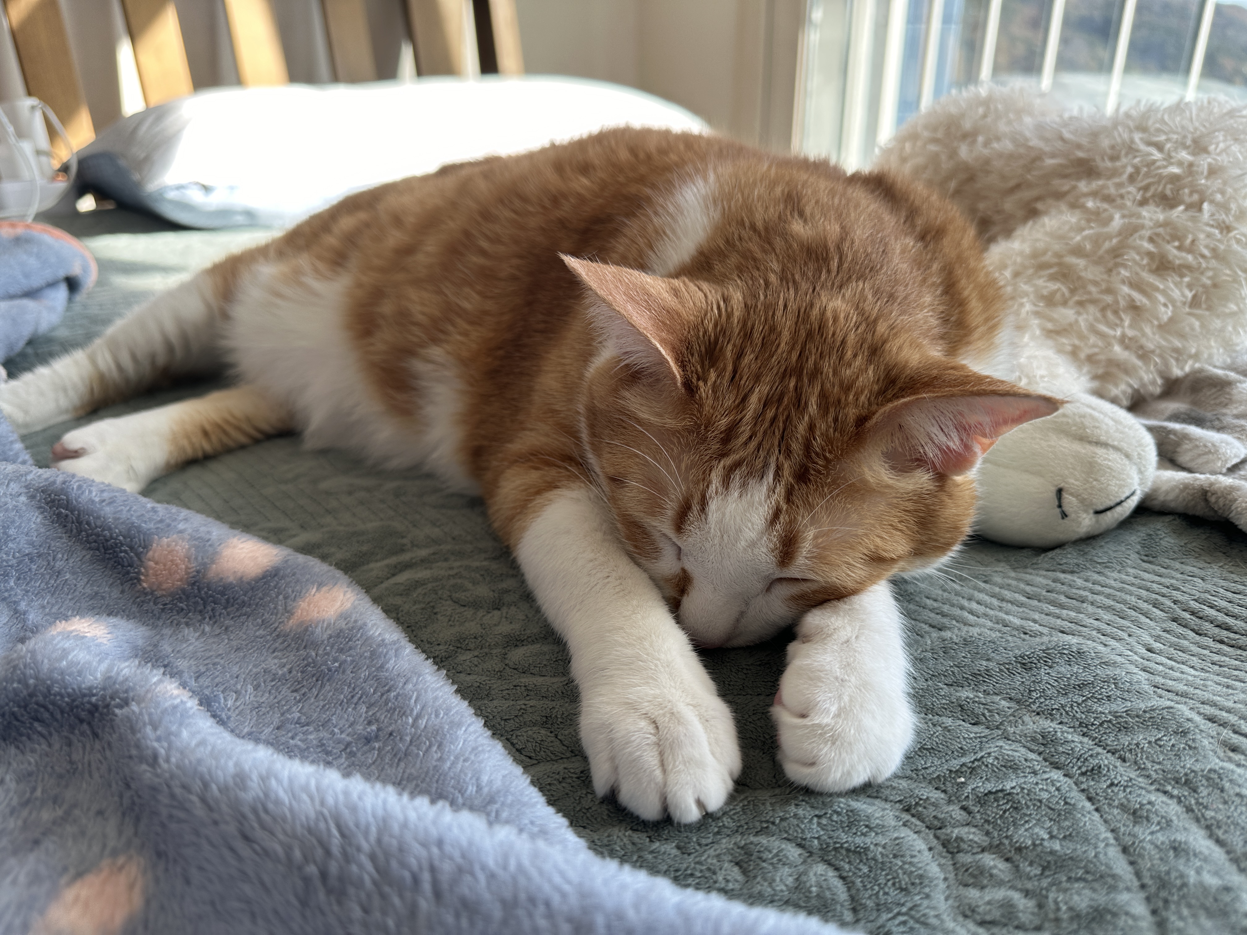 자고_있는_호야_얼굴