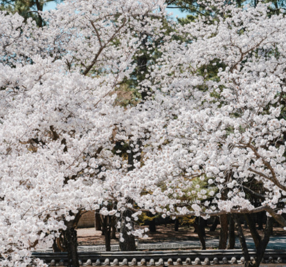 4월 벚꽃축제 경주 대릉원 돌담길 벚꽃축제 데이트 코스에 필요한 자료