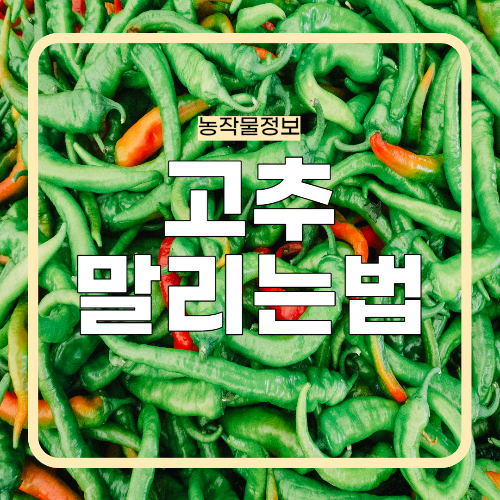 고추 잘 말리는 방법
