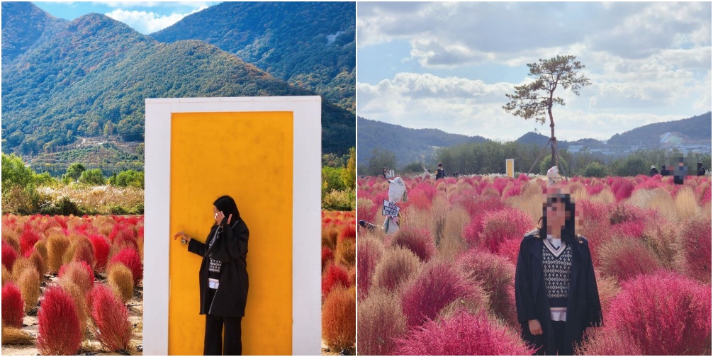 댑싸리밭에서 사진찍는 여자 사진