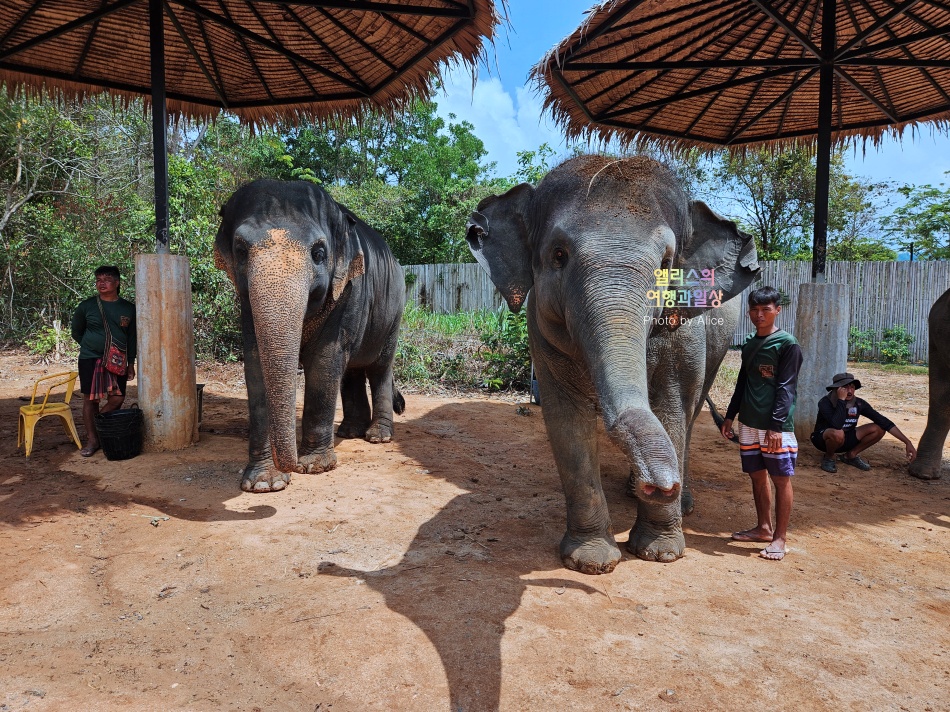 푸켓 가볼만한곳, 엘리펀트 정글 생츄어리 코끼리 샤워시키기 밥주기 후기