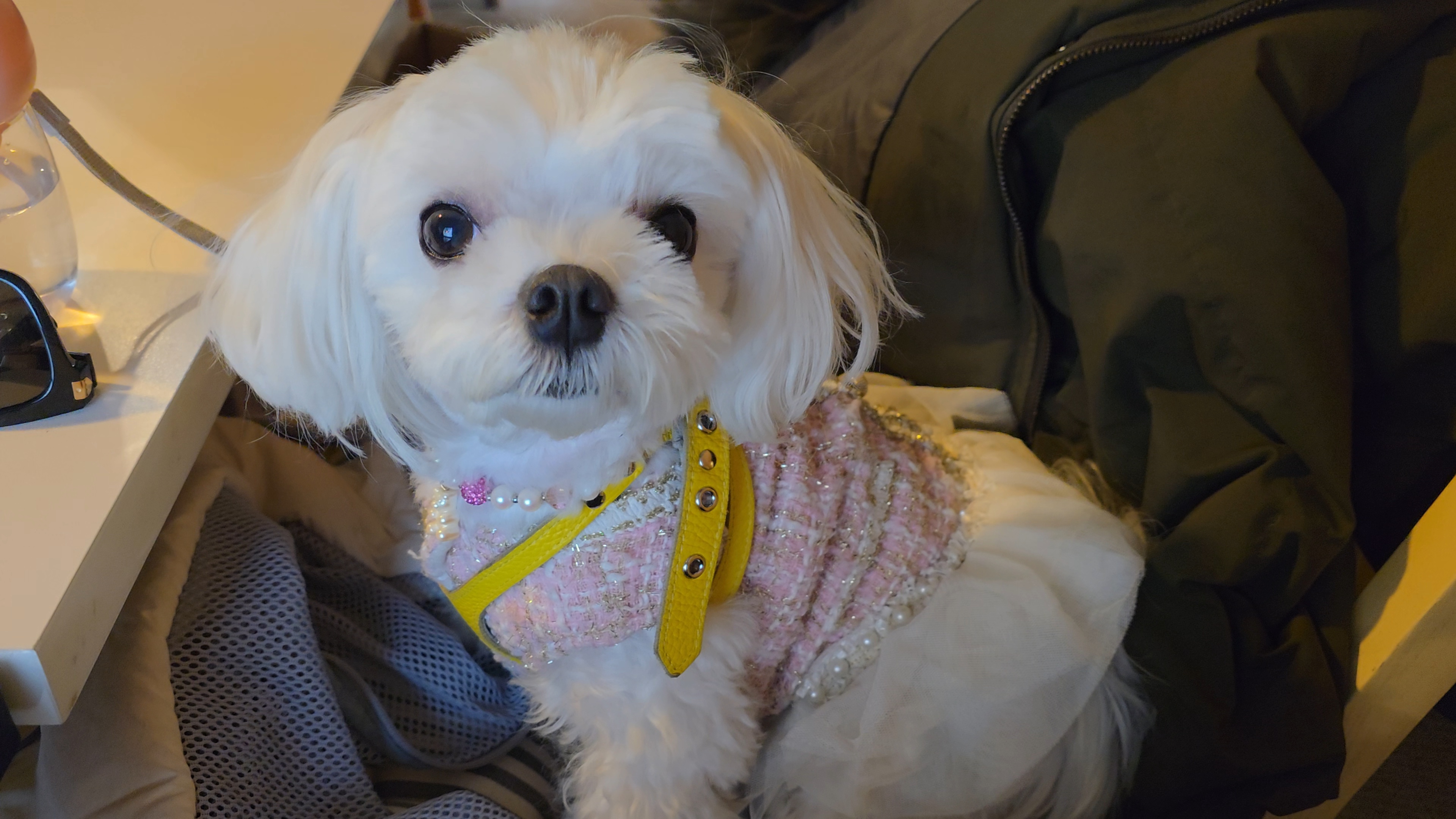 반려견과 함께한 특별한 카페 방문기-스페이스530