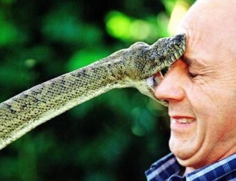 녹색-뱀이-피할-사이도없이-갑자기-남자의-오른쪽-눈을-입을-크게-벌려서-공격하고-있는-모습