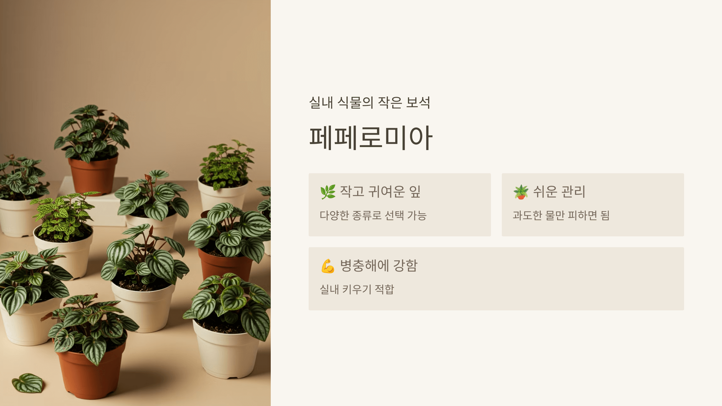 페페로미아