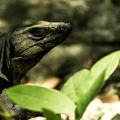 The Basics of Reptile Nutrition