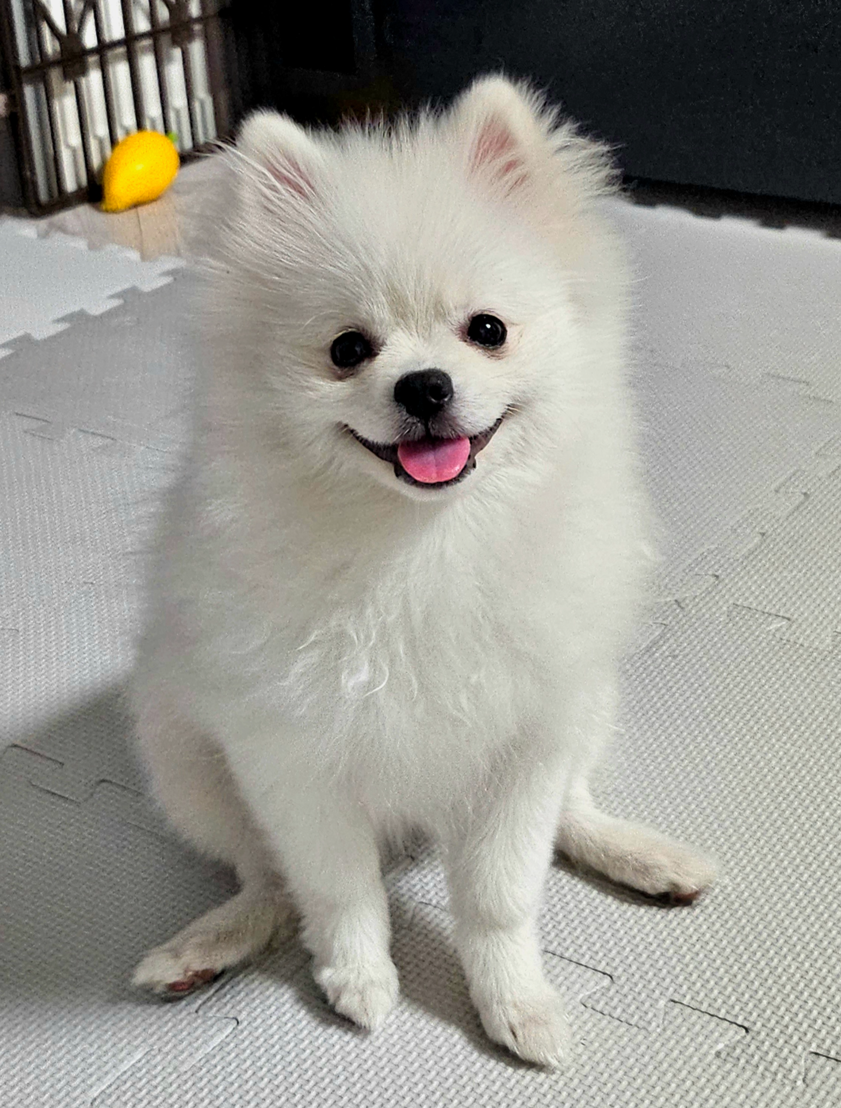 웃고 있는 하콩