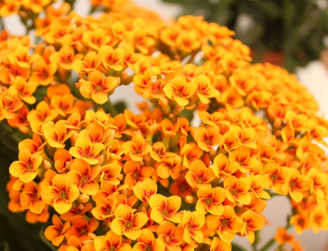 겨울 꽃 칼랑코에