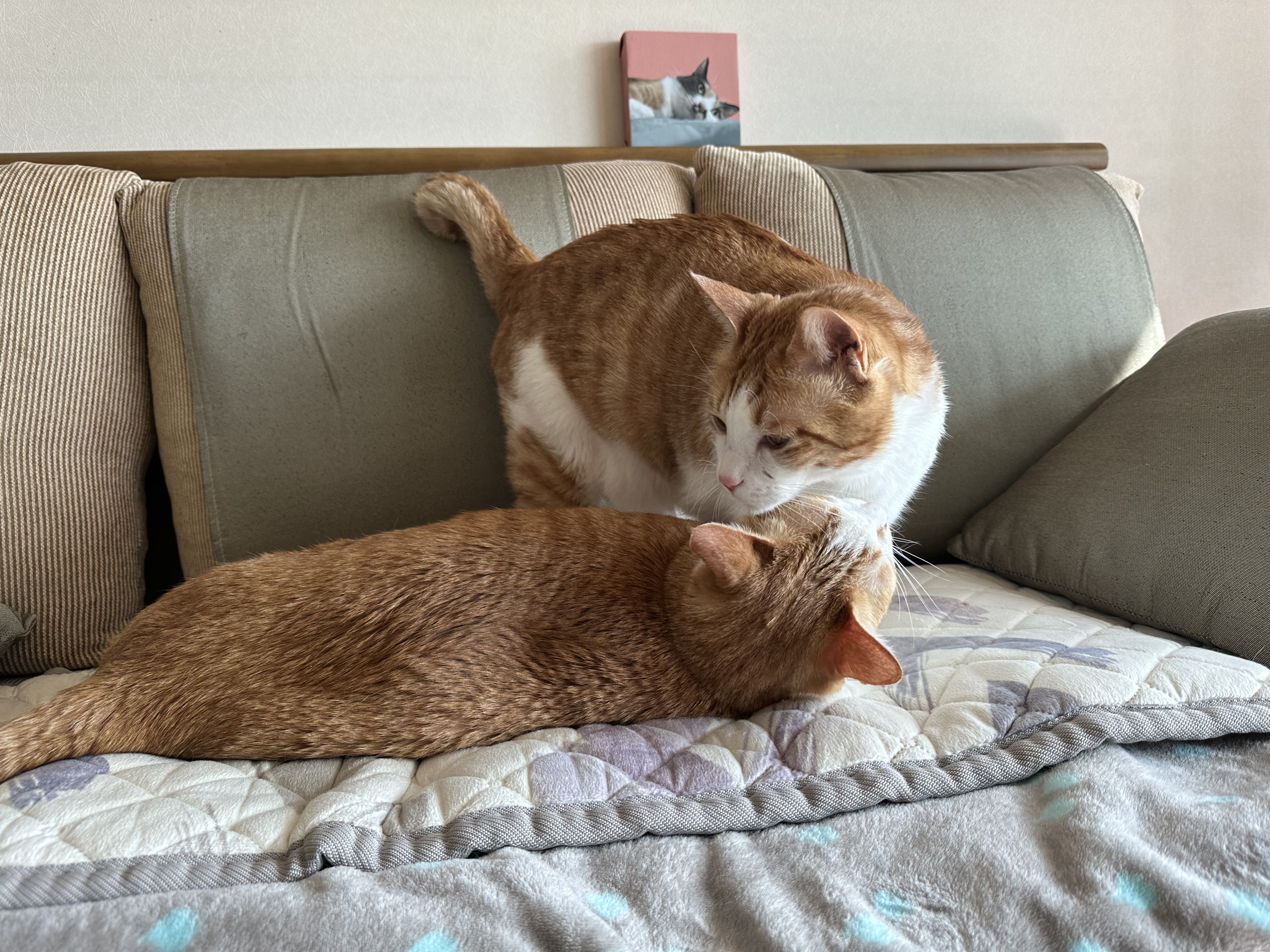 형아랑 놀고 싶어서 머리까지 깨물었지만...(feat.잔뜩 실망한 막둥이)