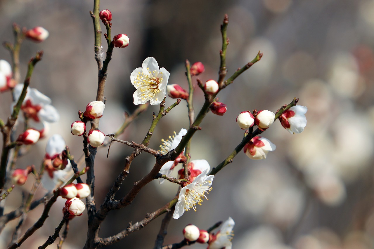 매화꽃