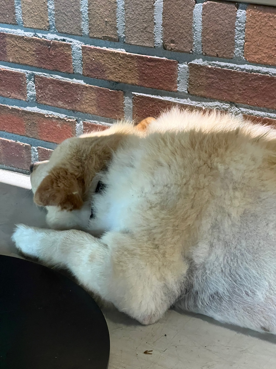 귀여운애완견