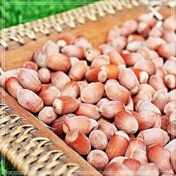 생방송 오늘저녁 퇴직 후 귀촌 농사, 직장 때보다 수입이 늘었다! 비결은 헤이즐넛 나무 농사 소개 방송