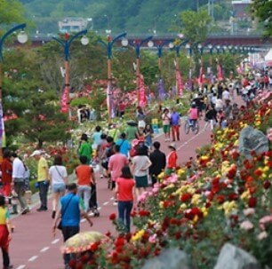 삼척장미축제