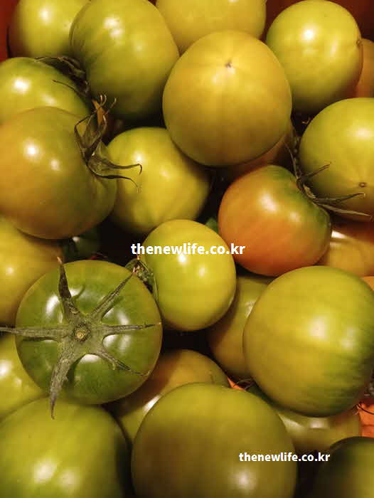 토마토 효능 부작용 푸른색