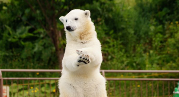 북극곰