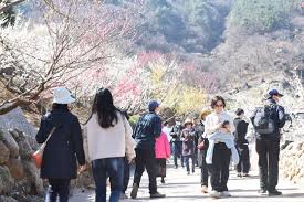 2025 광양매화축제 일정, 맛집, 먹거리 총정리