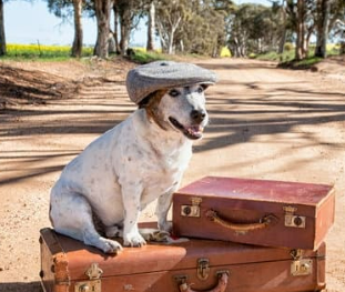 경기도 강아지 동반 여행지 추천 6곳