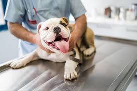 강아지 쿠싱증후군 증상, 원인, 치료 알아보기