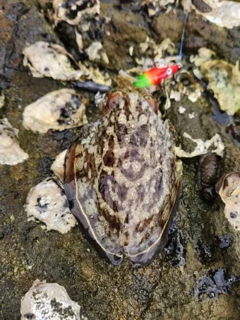 갑오징어 제철 시기 요리 레시피 황금레시피_10