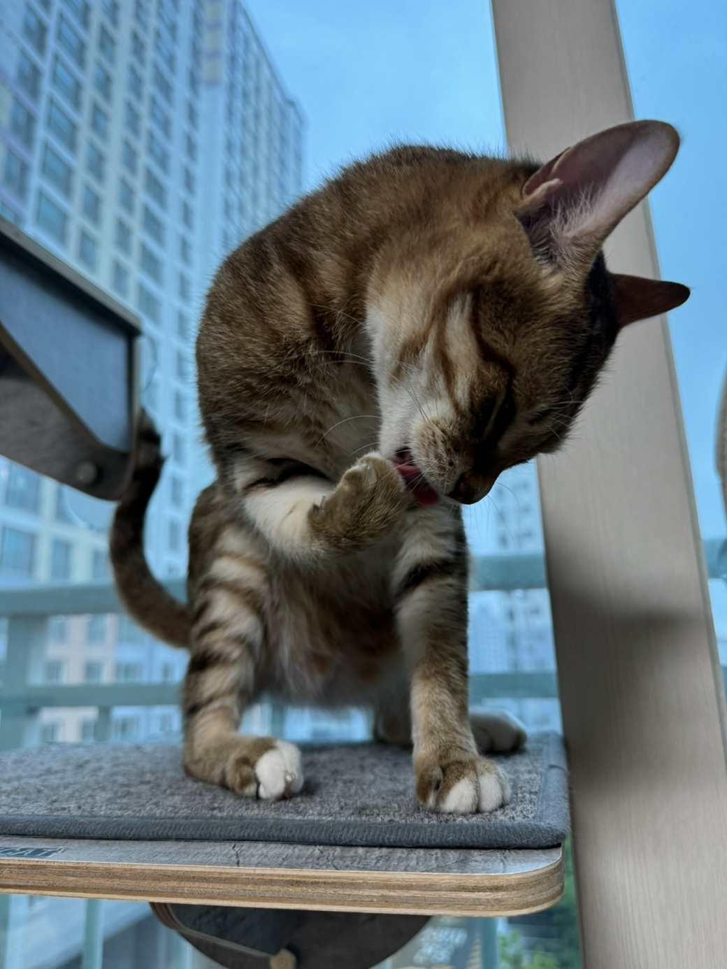 고양이가 앞발을 핥으며 발바닥 젤리를 정성스럽게 그루밍하는 모습