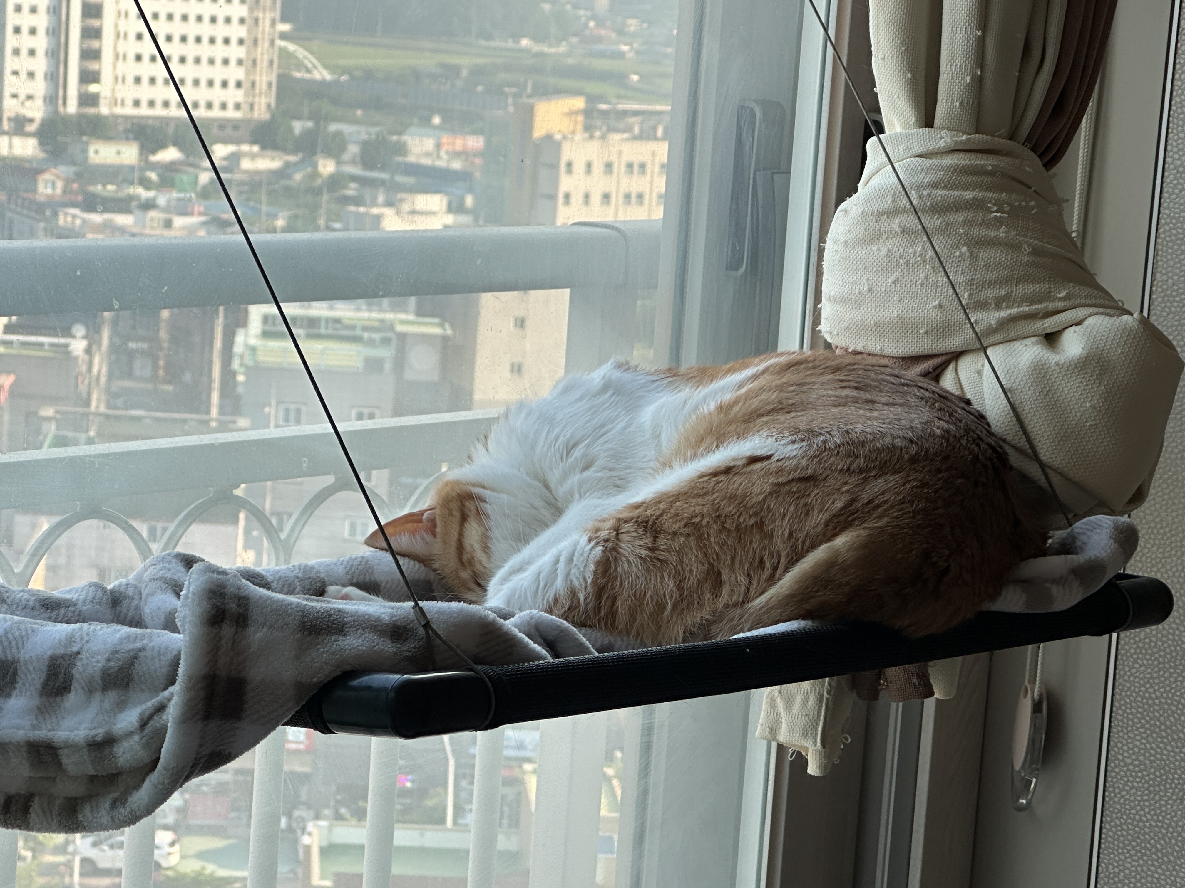 막둥이 창문 해먹에 올라가기 (feat. 아홉냥이네만의 룰과 침대 패드가 늘 어질러져 있는 이유)