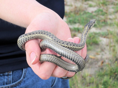 위험과 생명을 가르는 직업, 스네이크 밀커