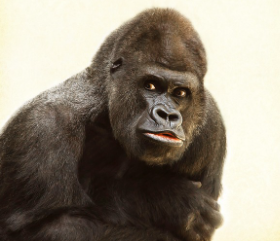 원숭이띠 2025년 운세