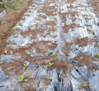 김장 배추 모종 심는 시기