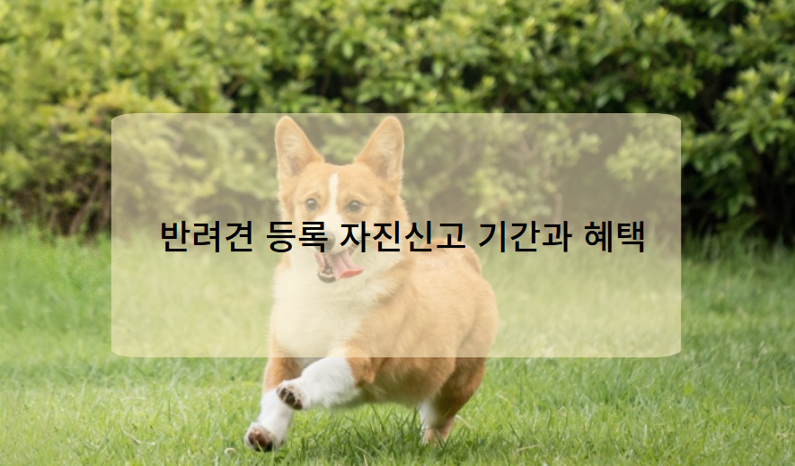 반려견 등록 자진신고 기간과 혜택
