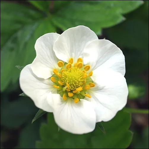 아파트 화단에 핀 5월의 꽃 송엽국 작약 금계국 털개구리미나리_7