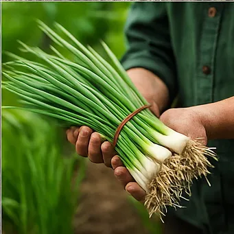 쪽파 심는시기10