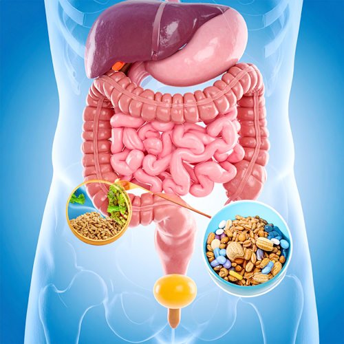 소화력 향상 및 복부 팽만 완화