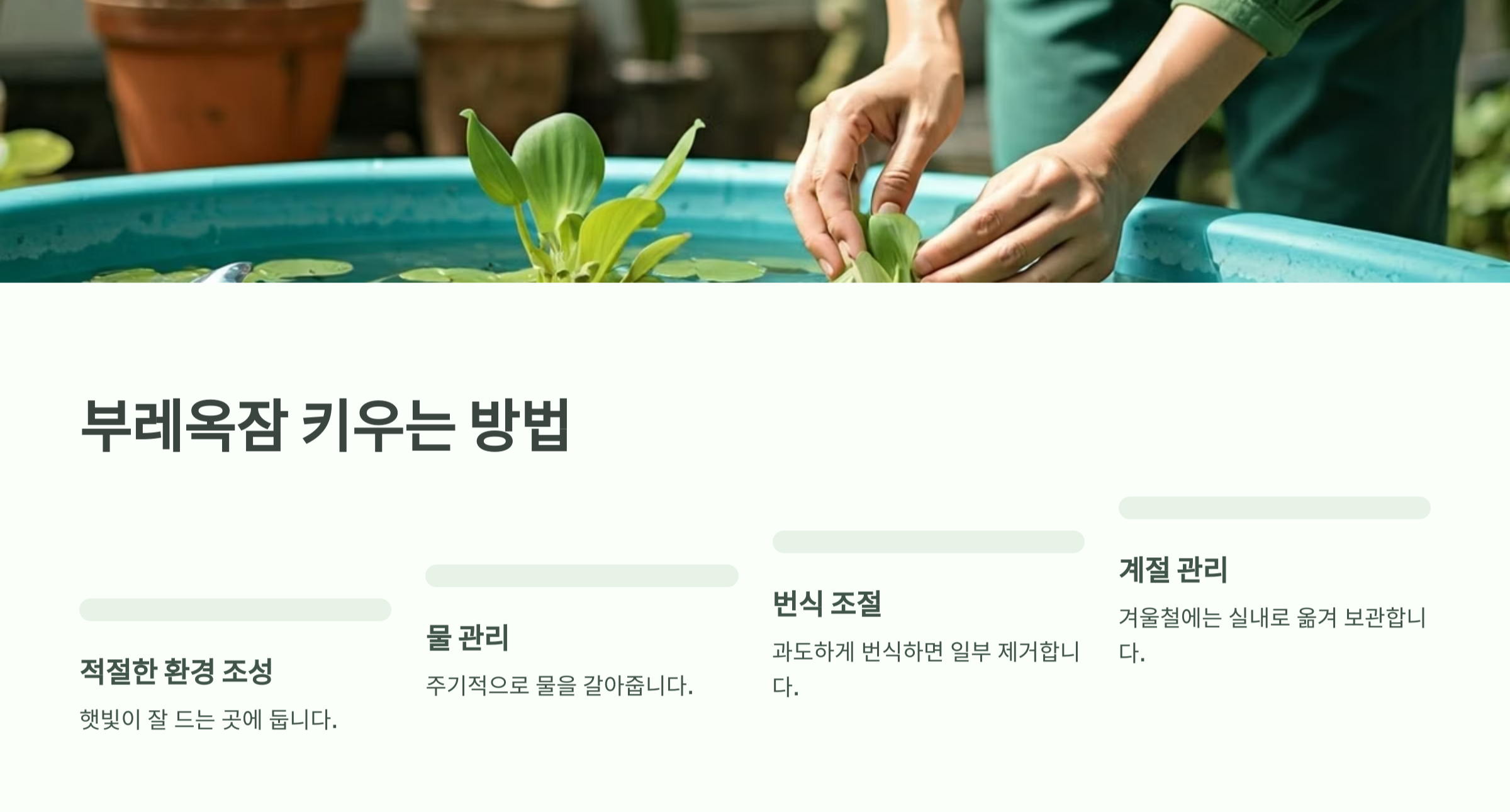 부레옥잠