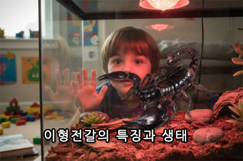 이형전갈의 특징과 생태