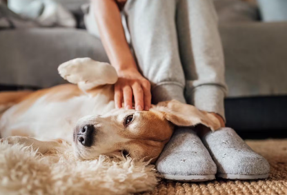 누워있는 강아지